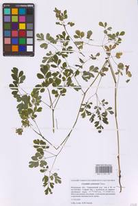 Corydalis ochotensis Turcz., Eastern Europe, Moscow region (E4a) (Russia)