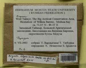 Ptychostomum compactum Hornsch., Bryophytes, Bryophytes - Krasnoyarsk Krai, Tyva & Khakassia (B17) (Russia)