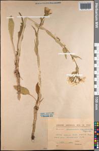 Armoracia sisymbrioides (DC.) Cajander, Siberia, Yakutia (S5) (Russia)