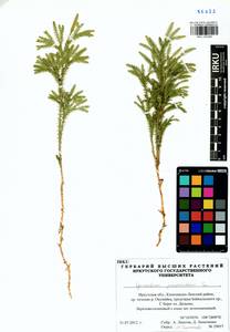 Dendrolycopodium juniperoideum (Sw.) A. Haines, Siberia, Baikal & Transbaikal region (S4) (Russia)