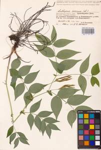 Lathyrus vernus (L.) Bernh., Eastern Europe, Lower Volga region (E9) (Russia)