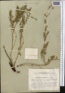 Tanacetopsis mucronata (Regel & Schmalh.) Kovalevsk., Middle Asia, Pamir & Pamiro-Alai (M2)