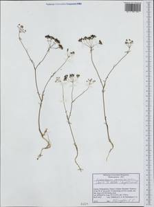 Geocaryum parnassicum (Boiss. & Heldr.) L. Engstrand, Western Europe (EUR) (Greece)