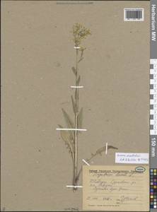 Bunias orientalis L., Eastern Europe, Volga-Kama region (E7) (Russia)