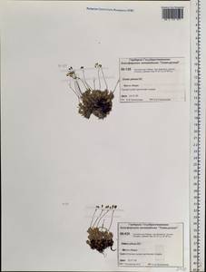Draba pilosa Adams ex DC., Siberia, Central Siberia (S3) (Russia)