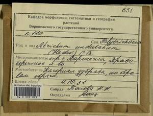 Atrichum undulatum (Hedw.) P. Beauv., Bryophytes, Bryophytes - Central forest-and-steppe region (B10) (Russia)