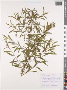 Salix caspica Pall., Eastern Europe, Moscow region (E4a) (Russia)