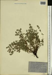 Thymus pannonicus All., Eastern Europe, North Ukrainian region (E11) (Ukraine)