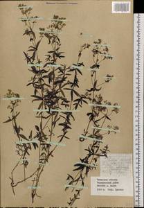 Galium boreale L., Siberia, Baikal & Transbaikal region (S4) (Russia)