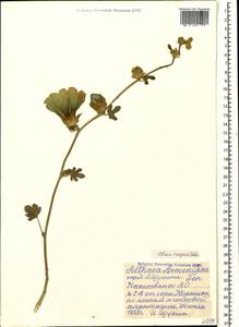 Alcea rugosa Alef., Caucasus, Azerbaijan (K6) (Azerbaijan)