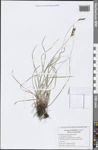 Carex caryophyllea Latourr., Eastern Europe, Middle Volga region (E8) (Russia)