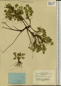 Potentilla acaulis L., Siberia, Altai & Sayany Mountains (S2) (Russia)