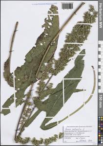 Rumex patientia L., Eastern Europe, Volga-Kama region (E7) (Russia)