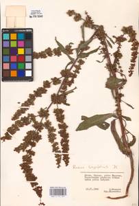 Rumex longifolius DC., Eastern Europe, Lithuania (E2a) (Lithuania)