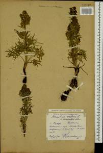 Aconitum confertiflorum (DC.) Gáyer, Caucasus, Dagestan (K2) (Russia)