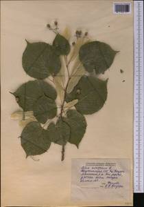 Tilia × europaea L., Middle Asia, Pamir & Pamiro-Alai (M2) (Tajikistan)