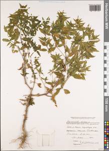 Mercurialis annua L., Caucasus, Black Sea Shore (from Novorossiysk to Adler) (K3) (Russia)