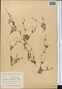 Garhadiolus hedypnois (Fisch. & C. A. Mey.) Jaub. & Spach, Middle Asia, Pamir & Pamiro-Alai (M2) (Uzbekistan)
