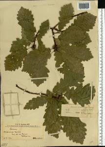 Quercus petraea (Matt.) Liebl., Eastern Europe, West Ukrainian region (E13) (Ukraine)
