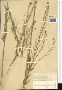 Erysimum cheiranthoides L., Middle Asia, Muyunkumy, Balkhash & Betpak-Dala (M9) (Kazakhstan)