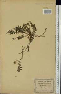 Argentina anserina subsp. anserina, Eastern Europe, North Ukrainian region (E11) (Ukraine)