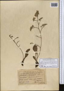 Limonium gmelinii (Willd.) Kuntze, Middle Asia, Dzungarian Alatau & Tarbagatai (M5) (Kazakhstan)