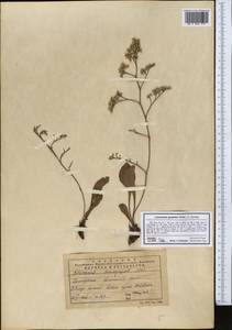 Limonium gmelini (Willd.) Kuntze, Middle Asia, Dzungarian Alatau & Tarbagatai (M5) (Kazakhstan)