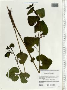 Aristolochia clematitis L., Eastern Europe, Rostov Oblast (E12a) (Russia)