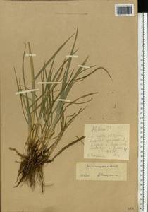 Phleum, Eastern Europe, Lower Volga region (E9) (Russia)