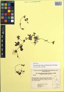 Chrysosplenium pilosum subsp. schagae (Charkev. & Vyshin) V.N. Voroshilov, Siberia, Russian Far East (S6) (Russia)