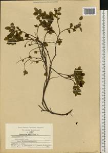 Vaccinium myrtillus L., Eastern Europe, Central region (E4) (Russia)