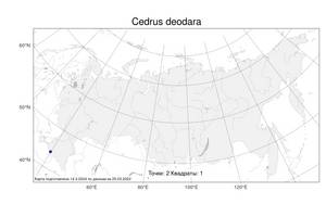 Cedrus deodara (Lamb.) G. Don, Atlas of the Russian Flora (FLORUS) (Russia)