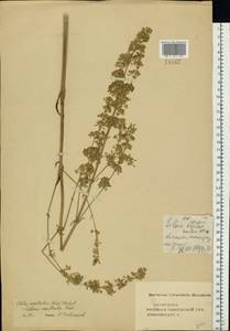 Silene densiflora d'Urv., Eastern Europe, Central forest-and-steppe region (E6) (Russia)