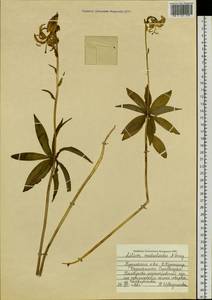 Lilium medeoloides A.Gray, Siberia, Russian Far East (S6) (Russia)