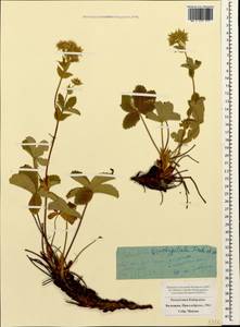 Potentilla brachypetala Fisch. & C. A. Mey. ex Lehm., Caucasus, Stavropol Krai, Karachay-Cherkessia & Kabardino-Balkaria (K1b) (Russia)