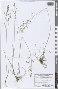 Deschampsia cespitosa (L.) P.Beauv., Siberia, Central Siberia (S3) (Russia)