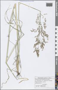 Deschampsia cespitosa (L.) P.Beauv., Eastern Europe, Middle Volga region (E8) (Russia)