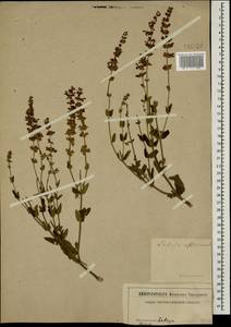 Salvia officinalis L., Caucasus (no precise locality) (K0)