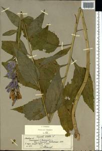 Campanula latifolia L., Eastern Europe, Moscow region (E4a) (Russia)