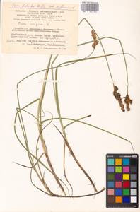 Carex disticha Huds., Eastern Europe, Lithuania (E2a) (Lithuania)
