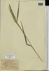 Agrostis gigantea Roth, Eastern Europe, Moscow region (E4a) (Russia)