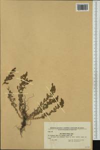 Spirobassia hirsuta (L.) Freitag & G. Kadereit, Western Europe (EUR) (Bulgaria)