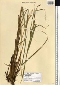 Carex aquatilis Wahlenb., Eastern Europe, Central forest region (E5) (Russia)