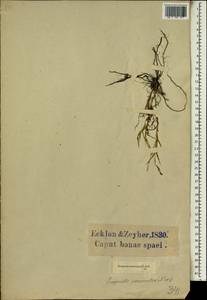 Eragrostis sarmentosa (Thunb.) Trin., Africa (AFR) (South Africa)