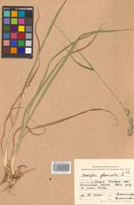 Dactylis glomerata L., Siberia, Russian Far East (S6) (Russia)