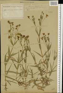 Rabelera holostea (L.) M. T. Sharples & E. A. Tripp, Eastern Europe, Central forest-and-steppe region (E6) (Russia)