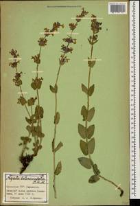 Nepeta betonicifolia C.A.Mey., Caucasus, Armenia (K5) (Armenia)