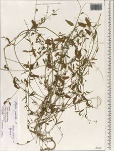 Atriplex patula L., South Asia, South Asia (Asia outside ex-Soviet states and Mongolia) (ASIA) (Israel)