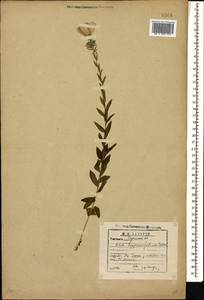 Linum hypericifolium Salisb., Caucasus, Georgia (K4) (Georgia)