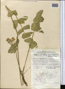 Semenovia dasycarpa (Regel & Schmalh.) Korovin ex Pimenov & V. N. Tikhom., Middle Asia, Pamir & Pamiro-Alai (M2) (Tajikistan)